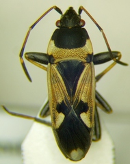 Raglius confusus