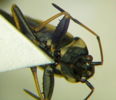 Raglius confusus