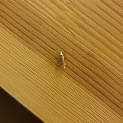 Endrosis sarcitrella