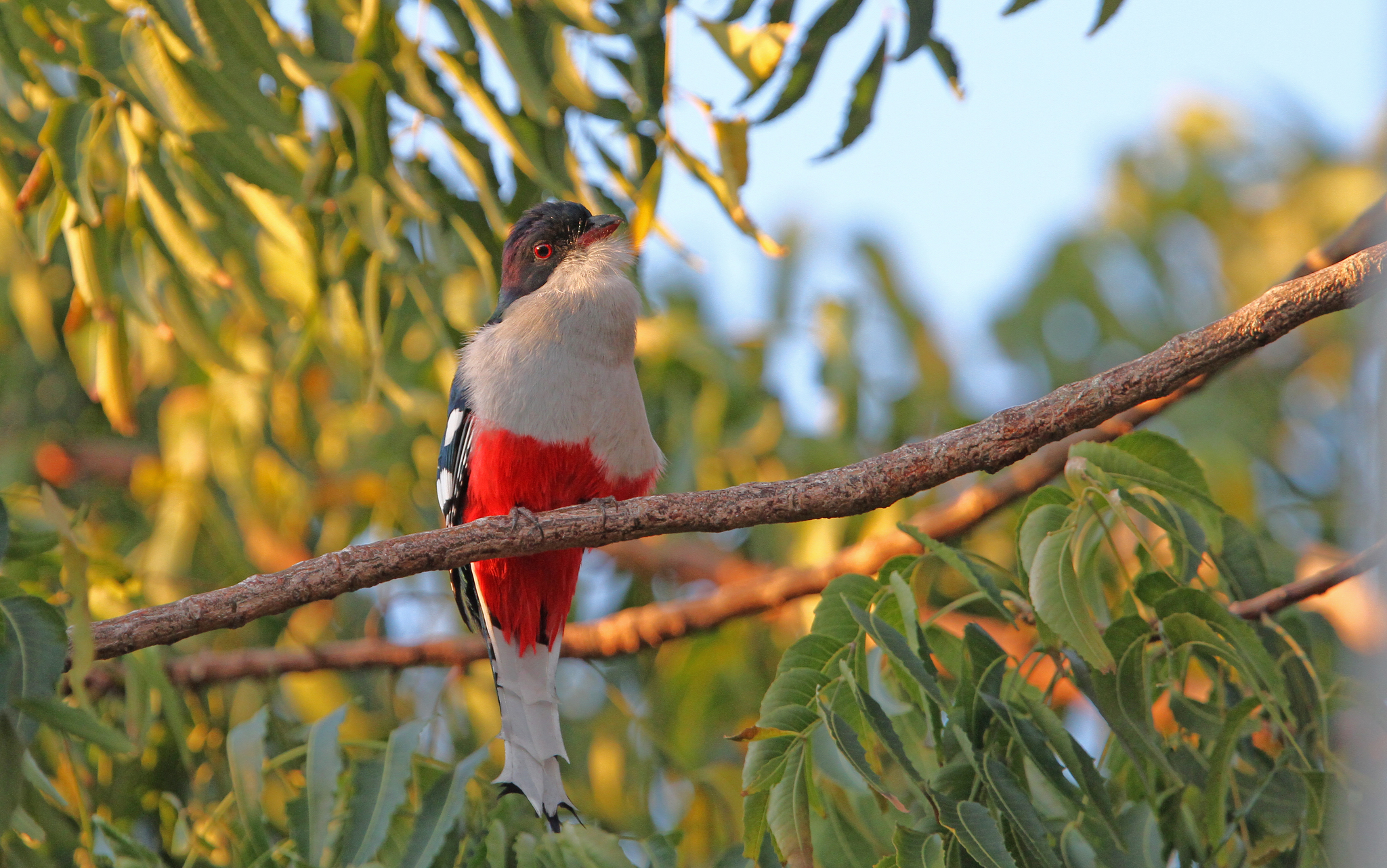 Cuban Trogon illustration