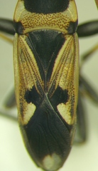 Raglius confusus
