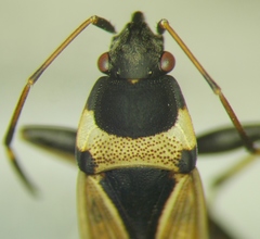 Raglius confusus