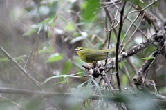 Myiothlypis flaveola