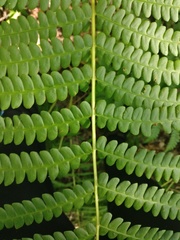 Osmundastrum cinnamomeum