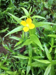 Ludwigia alternifolia