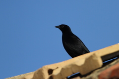 Ptiloxena atroviolacea