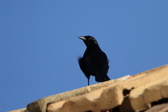 Ptiloxena atroviolacea