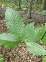 Fagus grandifolia