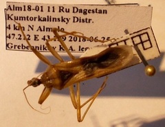 Reduvius testaceus