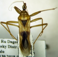 Reduvius testaceus
