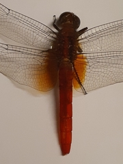 Orthetrum testaceum