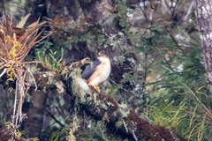 Accipiter striatus ventralis