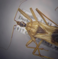 Reduvius testaceus
