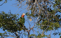 Amazona leucocephala