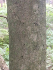 Fagus grandifolia