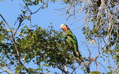 Amazona leucocephala