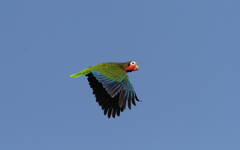 Amazona leucocephala