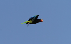 Amazona leucocephala