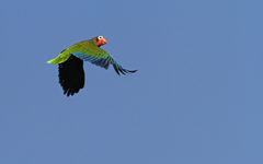 Amazona leucocephala