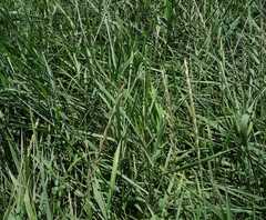 Elymus repens repens