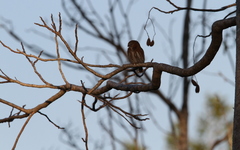 Glaucidium siju