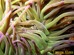 Periclimenes sagittifer