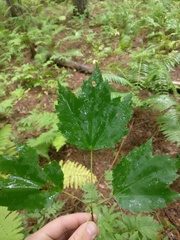 Acer rubrum