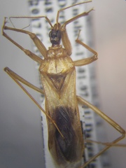 Reduvius testaceus