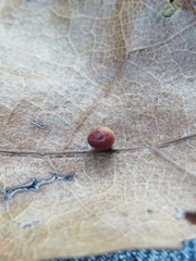 Zopheroteras