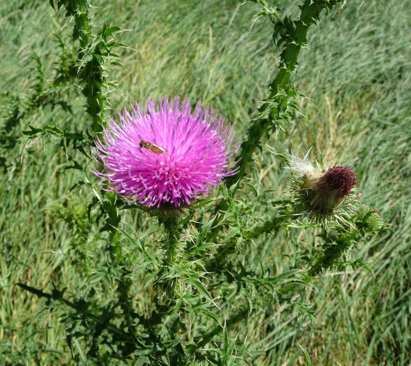 Carduus acanthoides ssp. acanthoides