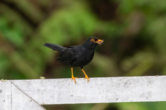 Turdus serranus