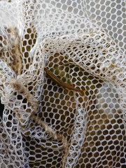 Pteronotropis merlini