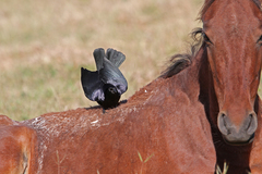 Ptiloxena atroviolacea