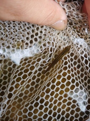 Pteronotropis merlini