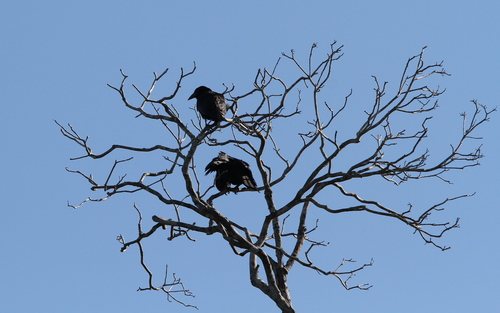 Cuban Palm Crow (Corvus minutus), photo 4