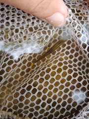 Pteronotropis merlini