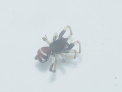 Steatoda gui