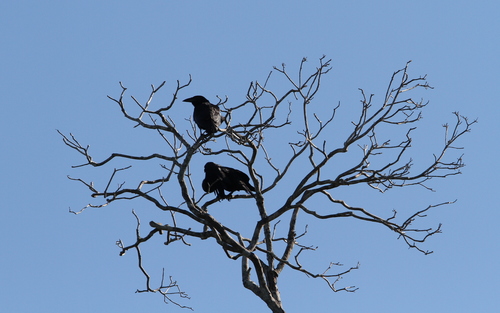 Cuban Palm Crow (Corvus minutus), photo 5