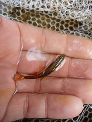 Pteronotropis merlini