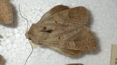 Ammoconia caecimacula