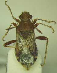 Rhopalus conspersus
