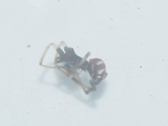 Steatoda gui