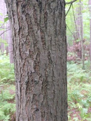 Acer rubrum