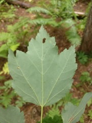 Acer rubrum