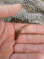 Pteronotropis merlini