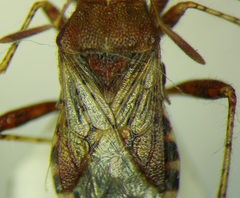 Rhopalus conspersus