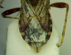 Rhopalus conspersus
