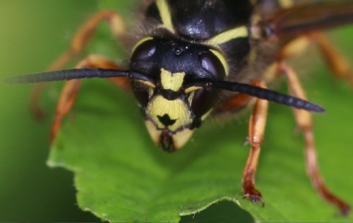 Saxon Wasp