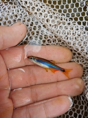 Pteronotropis merlini