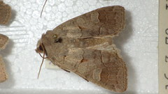 Ammoconia caecimacula